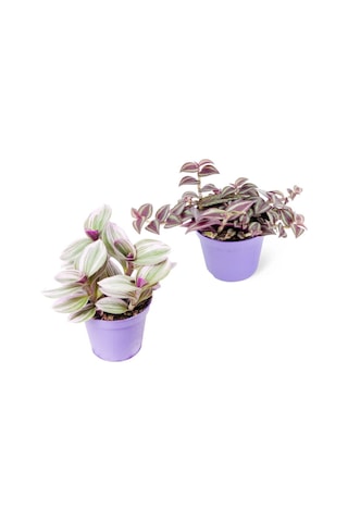 Videolu Mini Telgraf Çiçeği 2 Adet Ev Ofis Salon Iç Mekan Bitkisi Tradescantia Nanouk & Zebrina
