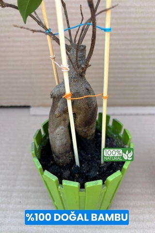 Depolife Bitki Fidan Saksı Destek Kazığı 10 Adet 30cm Bambu Destek Çubuğu Seti
