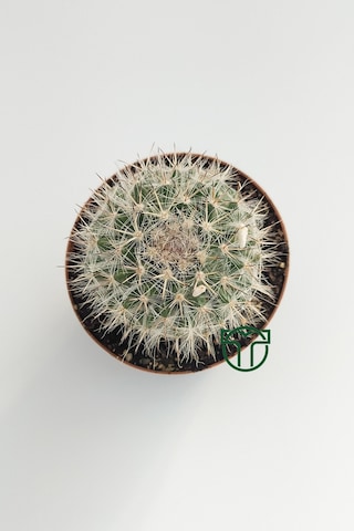 Mammillaria Hahniana Nadir Tür Kaktüs 5.5 Cm Saksida
