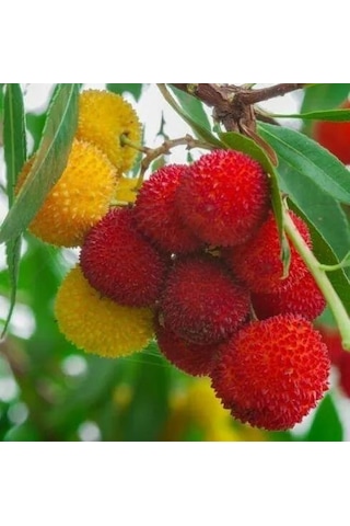 Kocayemiş Dağ Çileği Fidanı Saksılı 20 - 30 Cm