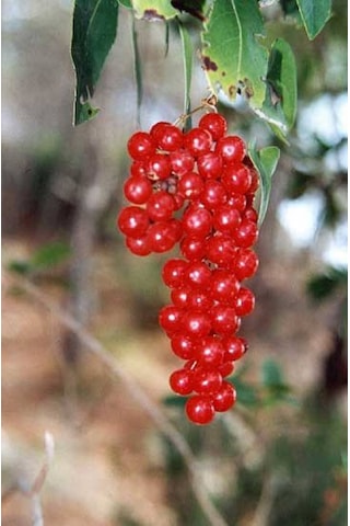 Bahçevilya 1 Adet 2 Yaşında Tüplü Frenk Üzümü Fidanı Ribes Rubrum Bahçevilya 1 Adet 2 Yaşında Tüplü Frenk Üzümü Fidanı Ribes Rubrum