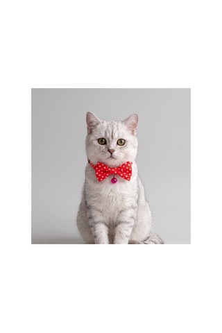 Zilli Kedi Papyon Tasması 3'lü Avantaj Seti