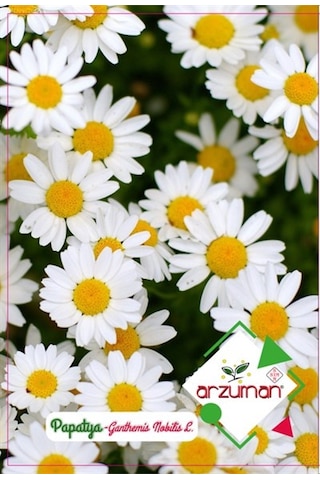 Arzuman Süs Bitki Papatya Çiçek Tohumu