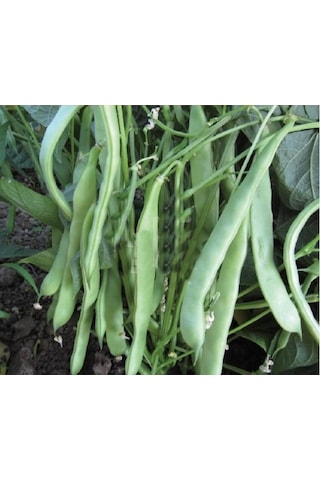 Balkız Fasulye Tohumu 1 KG