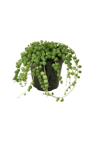 Senecio Rowleyanus, Tesbih Çiçeği 11 Cm Saksıda Jumbo Boy
