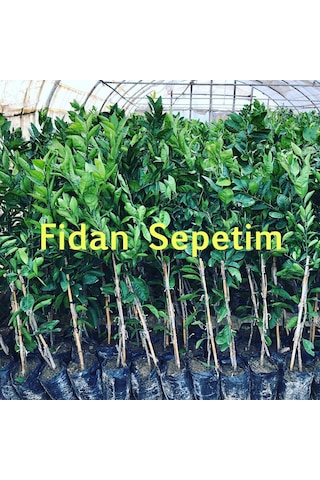 3 Yaş Aşılı Kan Portakalı Fidanı