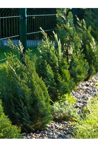 Videolu Leylandi Çit Çamı 20-40 Cm 2 Adet Tüplü Dış Mekan Bitkisi Cupressocyparis Leylandii