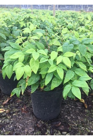 Cennet Bambusu Nandina Fidanı 2 Yaşında Tüplü