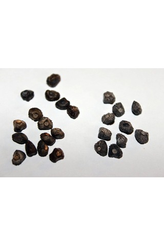 Muz Bonzai Tohumu Saksı Toprak Seti Banana Bonsai