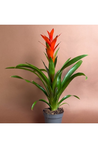 Guzmania 46 Cm Kırmızı Gösterişli Çiçekli Form