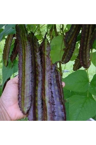 Kırmızı Kanatlı Fasulye Tohumu
