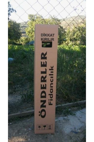Ebruli Yediveren Saks8ıda Gül Fidanı