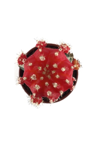Gymnocalycium Mihanovichii 'Red' (Kaktüs) Ø5,5 CM Y0-10 CM
