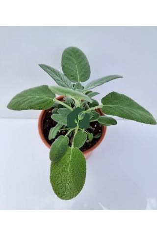 Adaçayı Fidanı Fidesi Saksılı 10-20 Cm