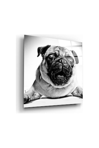 Pug Köpek Cam Tablo No:1043 Hediyelik, Dekoratif, Ofis, Mutfak