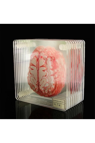 3d Organ Beyin Sanat Eseri Beyin Dilimleri Akrilik İçecekler Masa Altlığı Diğer