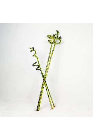 Şans Bambusu 3 Adet - 1 Metre Lucky Bamboo N11.6215