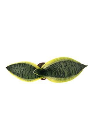 Sansevieria Trifasciata (Paşa Kılıcı) Ø8,5 CM Y10-15 CM