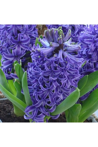 Blue Pearl Kokulu Sümbül Soğanı 3 Adet