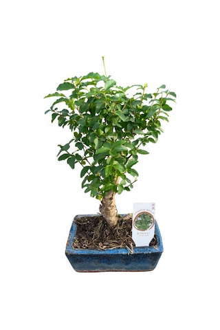 Bonsai - Ligustrum