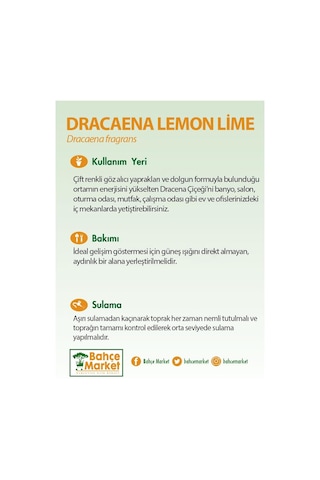 Dracaena Lemon Lime 17 Çap