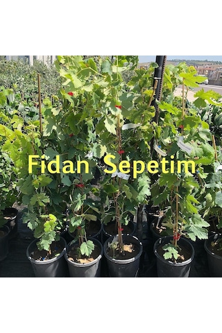 2 Yaş Michele Palieri Üzüm Fidanı