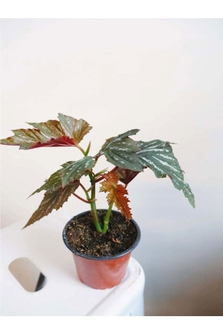 Çınar Yapraklı Çilli Begonya Çiçeği 1 Adet Saksılı 20-40cm