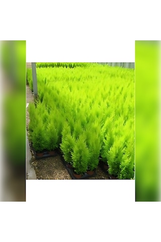 Limon Servi Cupressus Macrocarpa Goldcrest 100 Cm
