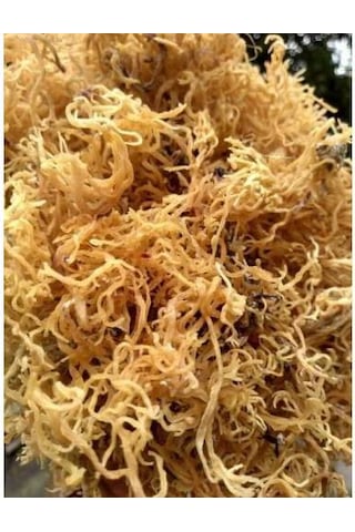 Deniz Kadayıfı İrish Moss Gold Sea Moss 100 G
