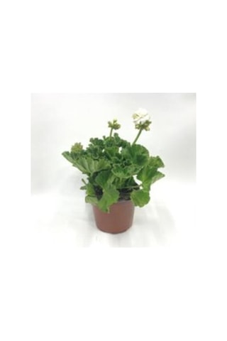 Thebestonline Hürrem Mor Beyaz Ceylan Gözü Sardunya Çiçeği Fidanı 10-20 Cm