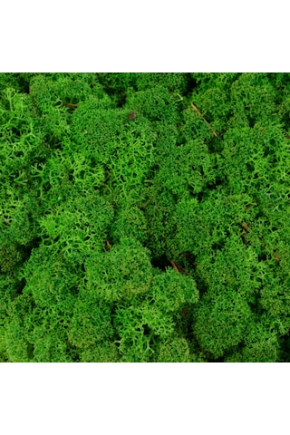 Trend Bahçe Reindeer Moss Forest Green Şoklanmış Norveç Yosunu 4 KG