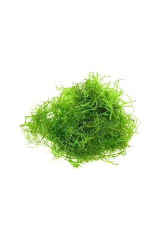 Java Moss Akvaryum Bitkisi 5x5 Paslanmaz Tele Sarılı 10'lu Paket