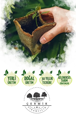 2 Çeşit Karışık Meyve Fidanı Santa Maria Armut Ve Badem