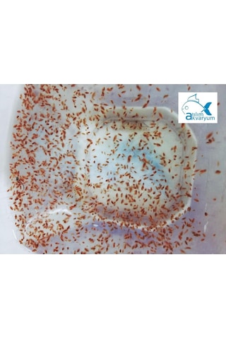 Daphnia Su Piresi Kültürü Balık Yemi 1000 Adet Üzeri Büyük Paket