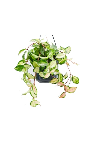 Alacalı Mum Çiçeği (Hoya carnosa Tricolor) - Askılı Saksıda