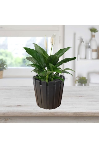 Poliwork Akasya 17 Cm Çit Görünümlü Saksı Antrasit
