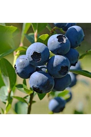 3 Adet Mavi Yaban Mersini Meyve Fidanı 50-60cm