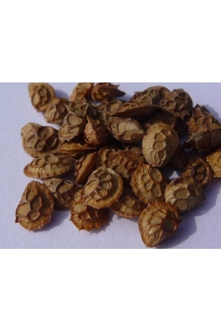 Korunga Tohumu Arı Otu Tohumu 5 Kg