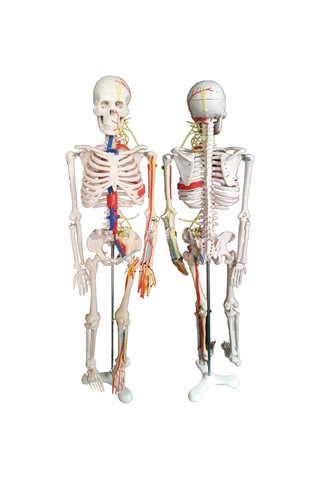 Damarları Sinirleri Gösterir İnsan İskeleti Modeli 85Cm