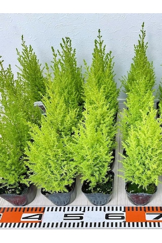 Fomlu Kokulu Limon Servi Fidanı Tüplü 10 Adet 15-25cm Dış Mekan Ağacı
