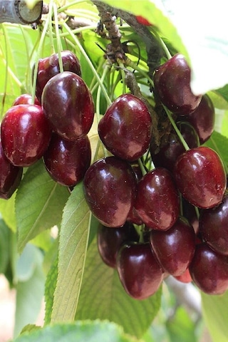 2 Adet Napolyon Kiraz Fidanı 3 Yaş