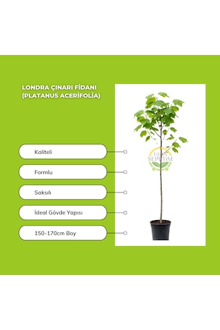 Londra Çınarı Fidanı Platanus Acerifolia