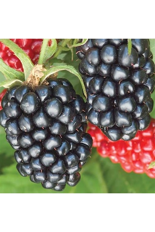Tüplü Dikensiz Jumbo Böğürtlen Fidanı