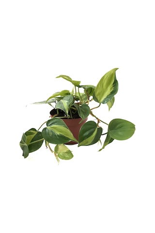 Philodendron Cordatum 'Brasil' Ø12 CM Y20-25 CM