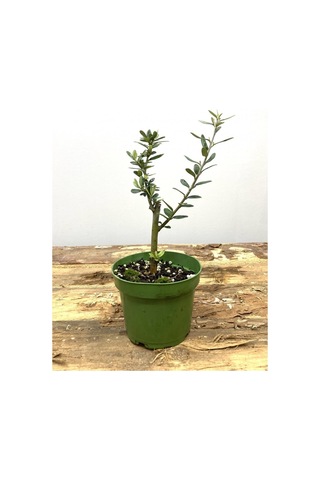Bonsai Zeytin Fidesi 25 50 Cm 1 Adet Tüplü Dış Mekan Bitkisi