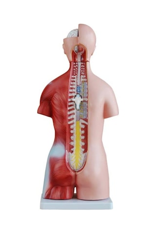 Kaslı Insan Anatomi Maketi. 45 Cm. 23 Parçalı