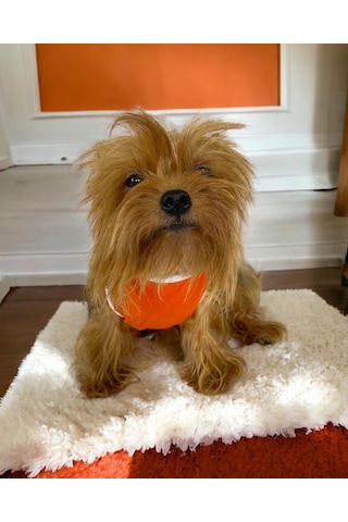 Kemique Basic Orange Atlet Köpek Kıyafeti Köpek Elbisesi