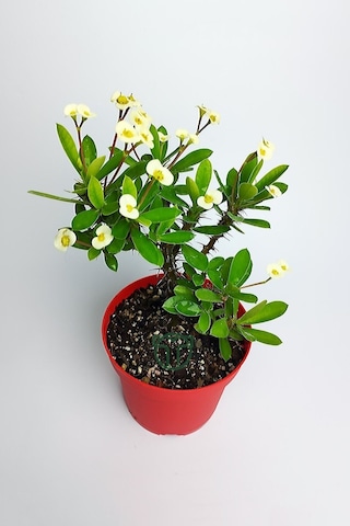 Videolu Sarı Milli Dikenler Tacı Büyük Boy 40 60 Cm Saksılı Kaktüs Euphorbia