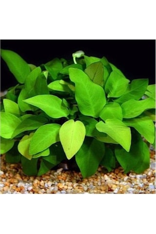 Anubias Barteri V. 5-6 Yapraklı Kök Canlı Bitki