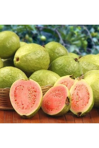 Bodur Pembe Guava Fidanı, Torbada